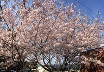 京都森林組合 敷地内の桜